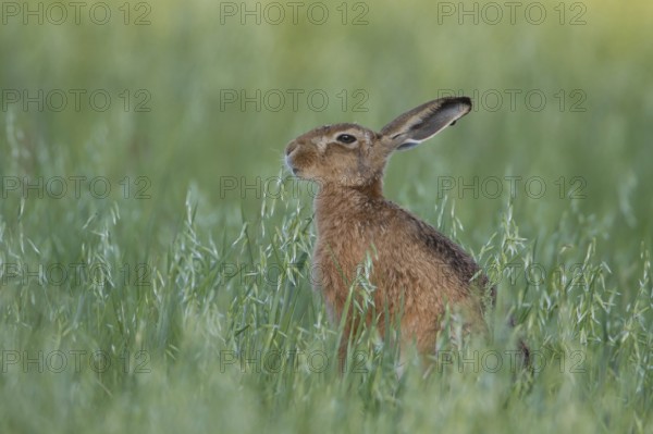 European brown hare (Lepus europaeus) adult animal eating in a farmland oat cereal field in summer,