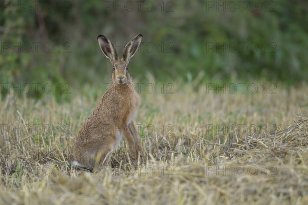 European brown hare (Lepus europaeus) adult animal in a farmland stubble field in summer, Suffolk,