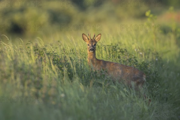Roe deer (Capreolus capreolus) adult roebuck male buck on a roadside verge in summer, Suffolk,