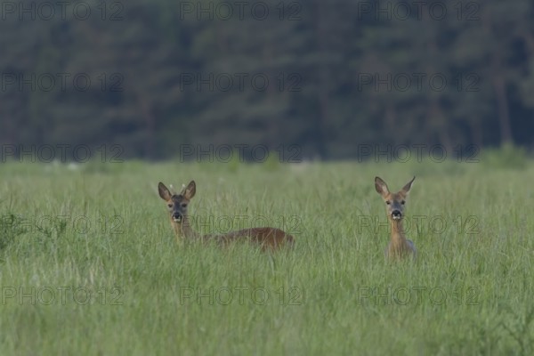Roe deer (Capreolus capreolus) adult female doe and roebuck male two animals in a farmland cereal