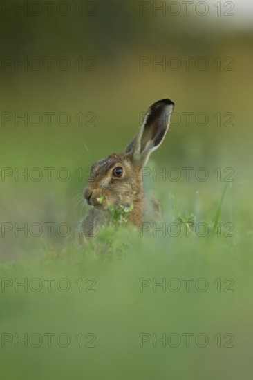 European brown hare (Lepus europaeus) adult animal eating in a farmland field in summer, Norfolk,