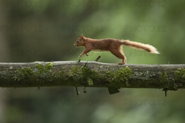 Red squirrel (Sciurus vulgaris) adult animal running along a tree branch in a woodland, Yorkshire,