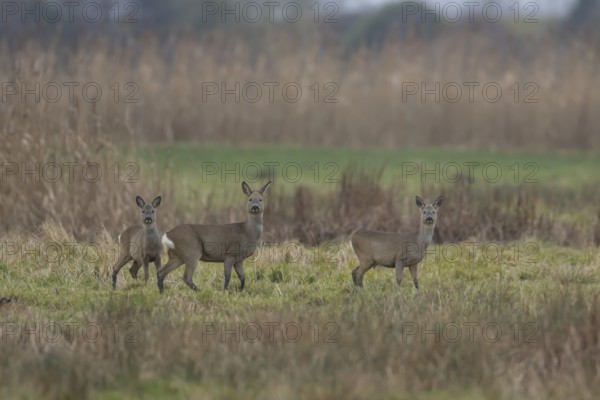 Roe deer (Capreolus capreolus) adult doe and juvenile fawns three animals in a fenland landscape in
