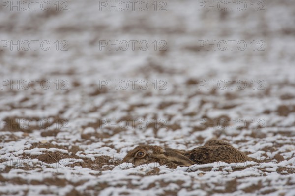 European brown hare (Lepus europaeus) adult animal laying in a snow covered farmland ploughed field