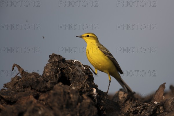 Yellow wagtail (Motacilla flava) adult bird on a farmland muck heap watching a fly in spring,
