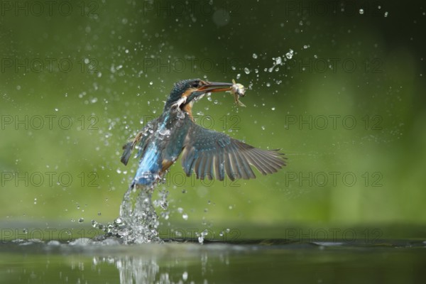 Common kingfisher (Alcedo atthis) adult female bird emerging from the water of a river with a