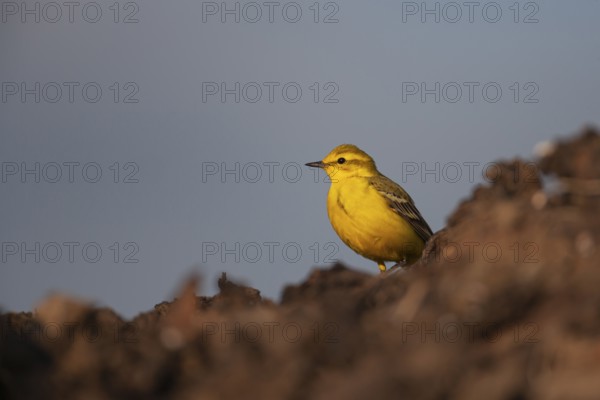Yellow wagtail (Motacilla flava) adult bird on a farmland muck heap in spring, Suffolk, England,