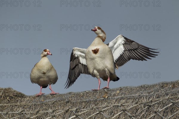 Egyptian goose (Alopochen aegyptiaca) two adult geese birds on a thatched roof in summer, England,