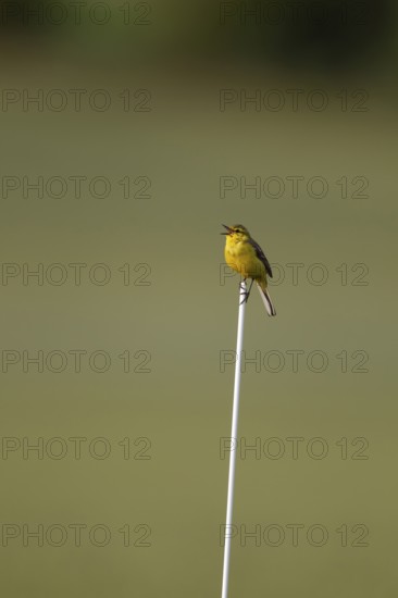Yellow wagtail (Motacilla flava) adult bird singing on a plastic cane in a farmland field in
