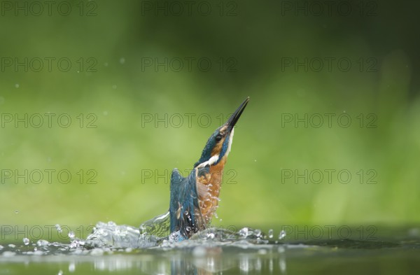 Common kingfisher (Alcedo atthis) adult bird emerging from the water of a river in summer, England,