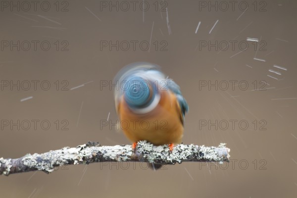 Common kingfisher (Alcedo atthis) adult bird shaking itself on a tree branch, England, United