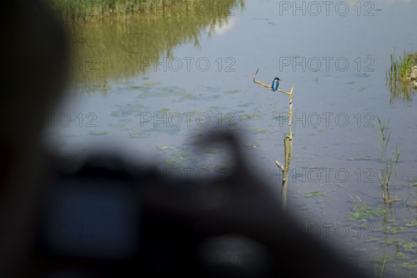 Common kingfisher (Alcedo atthis) adult bird on a tree branch being photographed from a compact