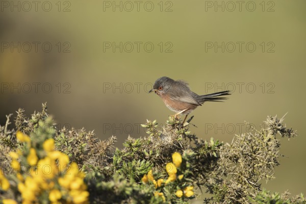 Dartford warbler (Sylvia undata) adult male bird on a Gorse bush in spring, England, United Kingdom