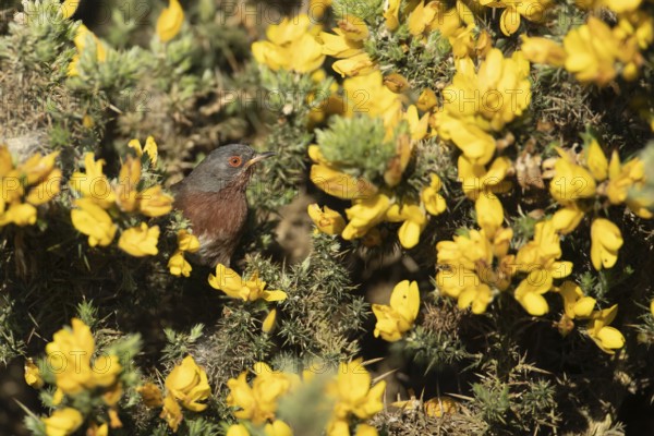 Dartford warbler (Sylvia undata) adult male bird in a flowering Gorse bush branch in spring,