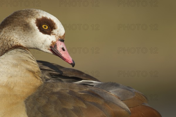 Egyptian goose (Alopochen aegyptiaca) adult bird head portrait, England, United Kingdom