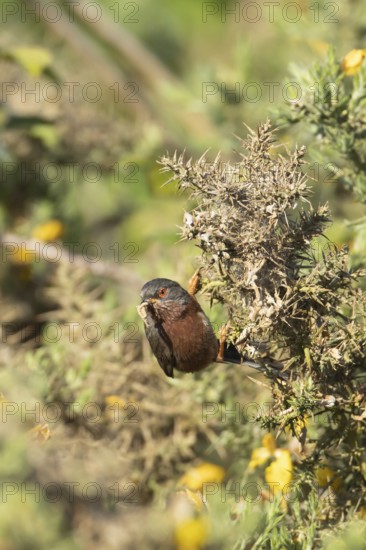 Dartford warbler (Sylvia undata) adult male bird on a Gorse bush with food in its beak in spring,