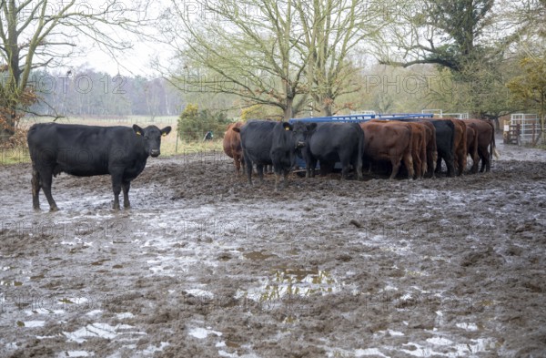 Mixed group hardy Red Poll weanlings calves overwintering outdoors in muddy area by silage feed,