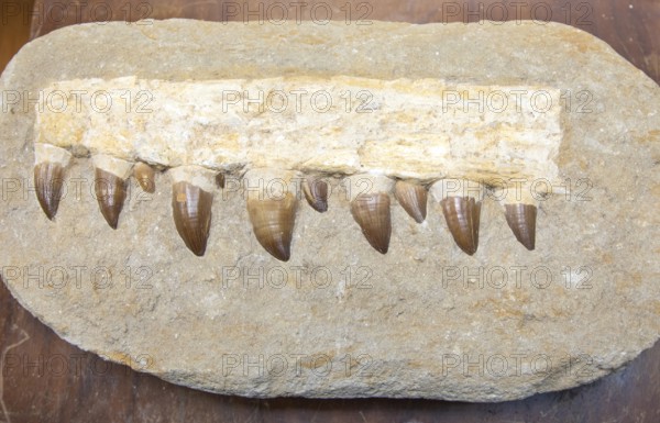 Fossilized jaw fragment teeth from a Mosasaur, large prehistoric marine reptile from the Late