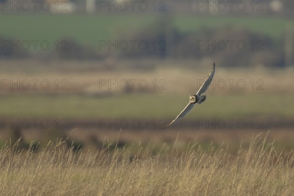 Short eared owl (Asio flammeus) adult bird hunting in flight over grassland, England, United