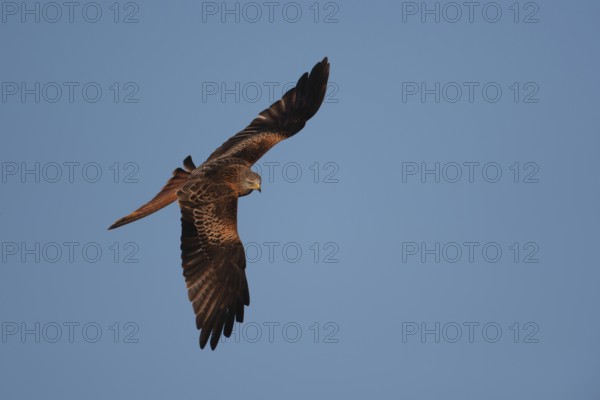 Red kite (Milvus milvus) adult raptor bird of prey in flight, Wales, United Kingdom