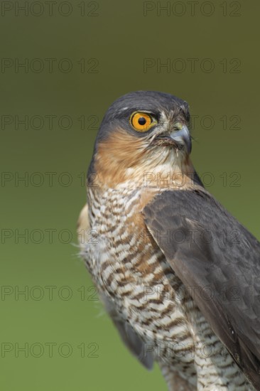 Eurasian sparrowhawk (Accipiter nisus) adult male bird of prey head portrait, England, United