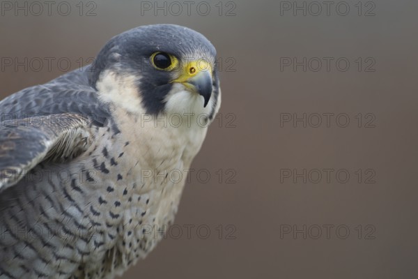 Peregrine falcon (Falco peregrinus) adult bird of prey head portrait, England, United Kingdom
