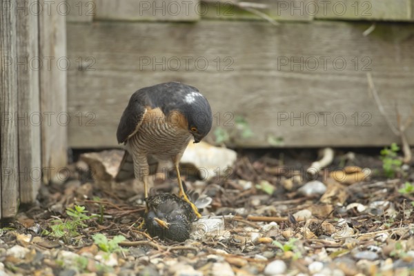 Eurasian sparrowhawk (Accipiter nisus) adult male bird of prey with a kill of a starling on a