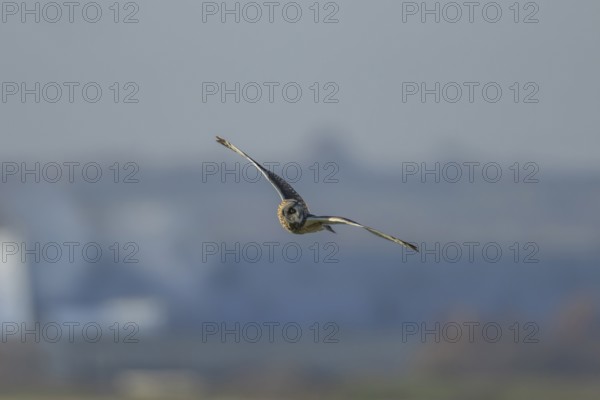 Short eared owl (Asio flammeus) adult bird in flight, England, United Kingdom