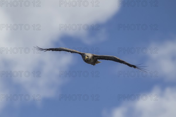White tailed sea eagle (Haliaeetus albicilla) adult raptor bird of prey in flight, Isle of Mull,