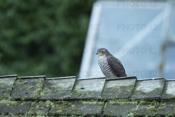 Eurasian sparrowhawk (Accipiter nisus) adult female bird of prey on a garden shed roof, England,
