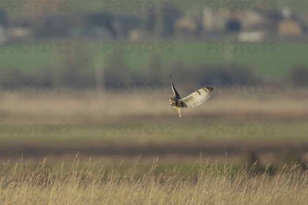 Short eared owl (Asio flammeus) adult bird hunting in flight hovering over grassland, England,