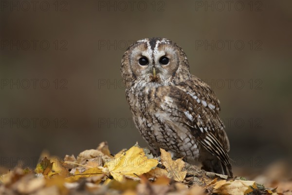 Tawny owl (Strix aluco) adult bird on autumn colour leaves in a woodland, England, United Kingdom