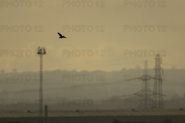 Short eared owl (Asio flammeus) adult bird in flight carrying a vole with an industrial landscape