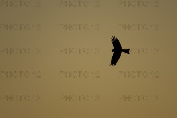 Red kite (Milvus milvus) adult raptor bird of prey in flight silhouette at sunset, Suffolk,