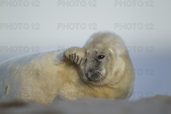 Grey seal (Halichoerus grypus) juvenile baby pup marine mammal relaxing on a beach, England, United
