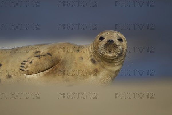 Grey seal (Halichoerus grypus) adult marine mammal resting on a beach, Norfolk, England, United