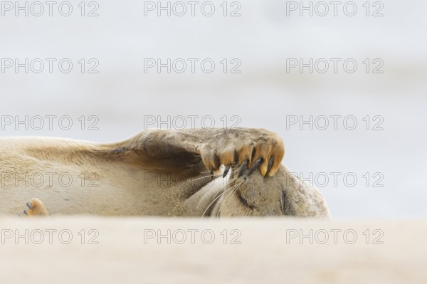 Common or Harbour or Harbor seal (Phoca vitulina) juvenile baby pup marine mammal sleeping on a