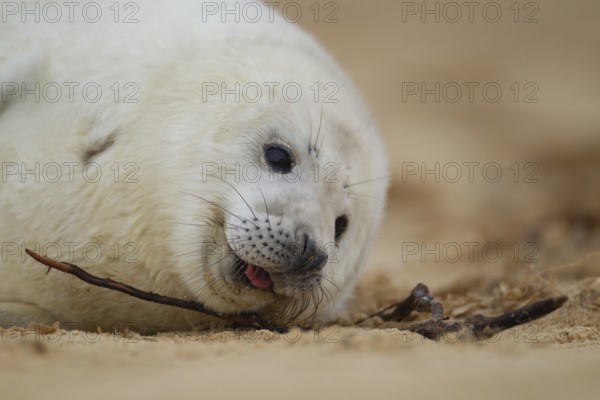 Grey seal (Halichoerus grypus) juvenile baby pup marine mammal on a beach, Norfolk, England, United