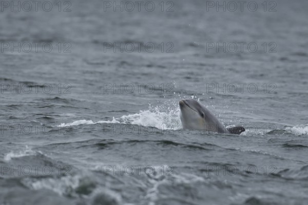 Common bottlenose dolphin (Tursiops truncatus) adult marine mammal surfacing out of the sea,