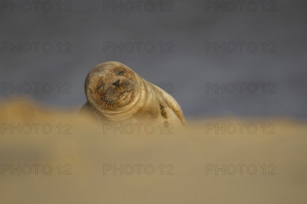Common or Harbour or Harbor seal (Phoca vitulina) adult marine mammal sleeping on a beach, Norfolk,
