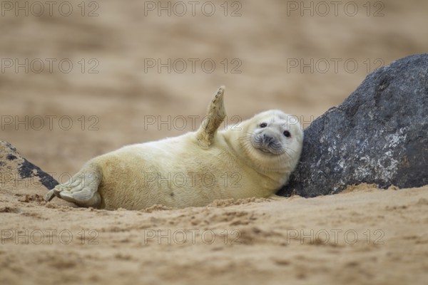 Grey seal (Halichoerus grypus) juvenile baby pup marine mammal waving its front foot resting on a