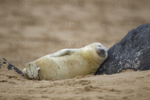 Grey seal (Halichoerus grypus) juvenile baby pup marine mammal sleeping on a rock on a beach,