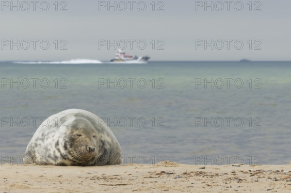 Grey seal (Halichoerus grypus) adult marine mammal resting on a beach with a boat on the sea in the