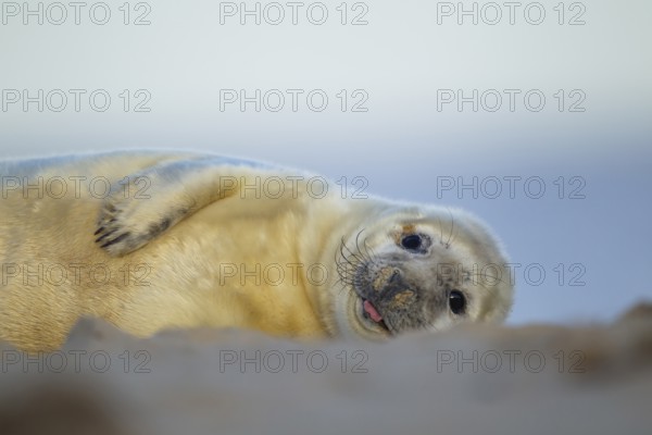 Grey seal (Halichoerus grypus) juvenile baby pup marine mammal resting on a beach, Norfolk,