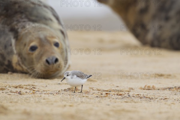 Grey seal (Halichoerus grypus) adult marine mammal resting on a beach watching a Sanderling wader