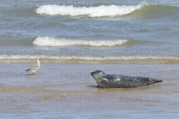 Common or Harbour or Harbor seal (Phoca vitulina) adult watching a juvenile Herring gull bird in