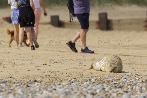 Common or Harbour or Harbor seal (Phoca vitulina) adult marine mammal sleeping on a beach with