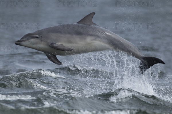 Common bottlenose dolphin (Tursiops truncatus) adult marine mammal leaping out of the water of the