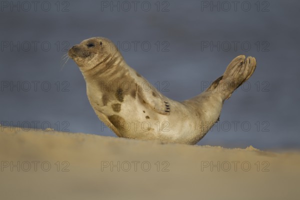 Common or Harbour or Harbor seal (Phoca vitulina) adult marine mammal moving on a beach, Norfolk,