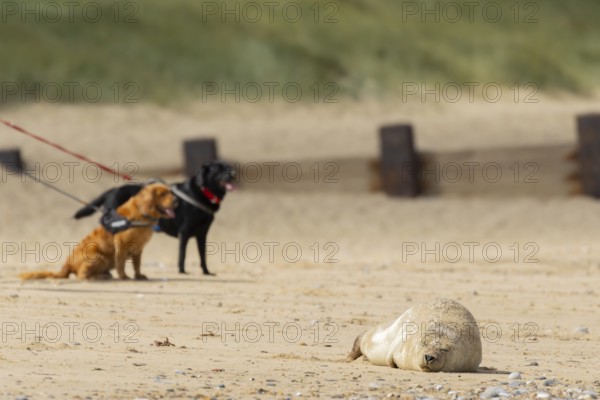 Common or Harbour or Harbor seal (Phoca vitulina) adult marine mammal sleeping on a beach with two